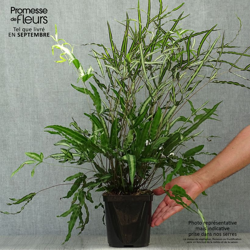 Ejemplar de Pteris nipponica - Fougère Pot de 3L/4L entregado en otoño