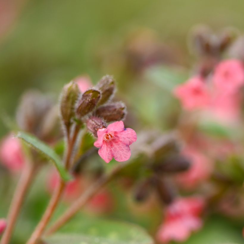 Pulmonaria saccharata Dora Bielefeld (Floración)