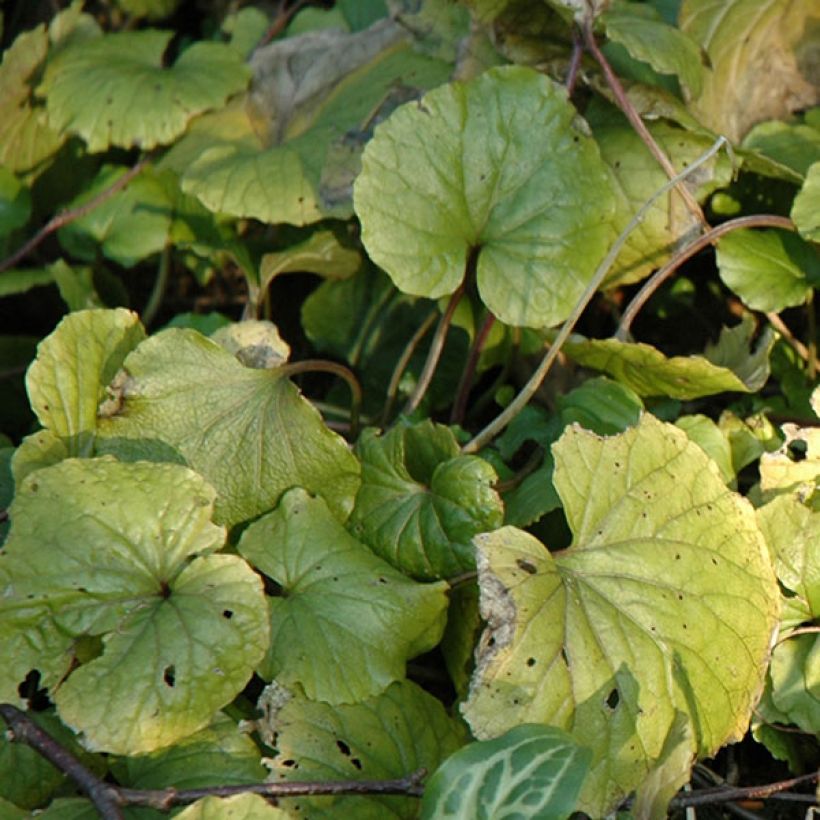 Pachyphragma macrophyllum (Follaje)