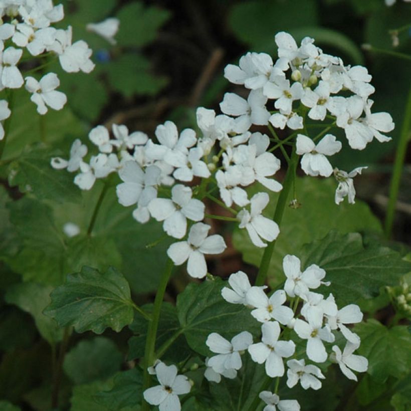 Pachyphragma macrophyllum (Floración)