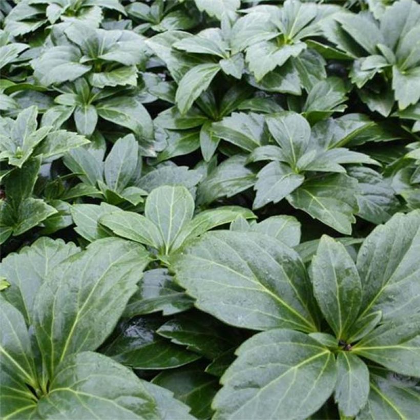 Pachysandra terminalis Green Carpet - Diamante (Porte)