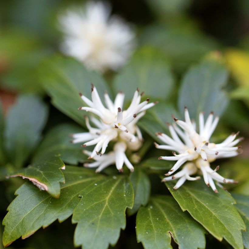 Pachysandra terminalis Green Carpet - Diamante (Floración)