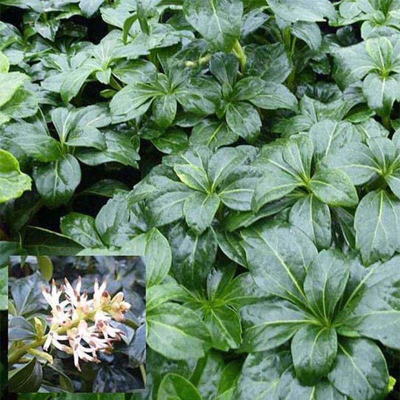 Pachysandra terminalis Green Sheen - Diamante (Follaje)