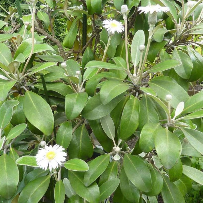 Pachystegia insignis Daizea Hardec (Follaje)