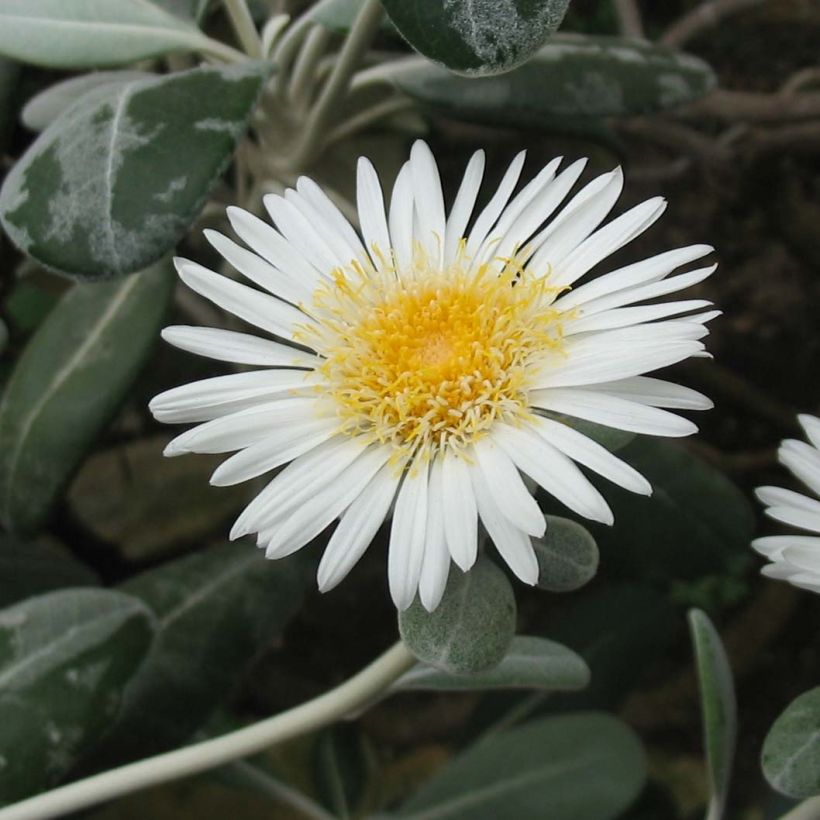 Pachystegia insignis Daizea Hardec (Floración)