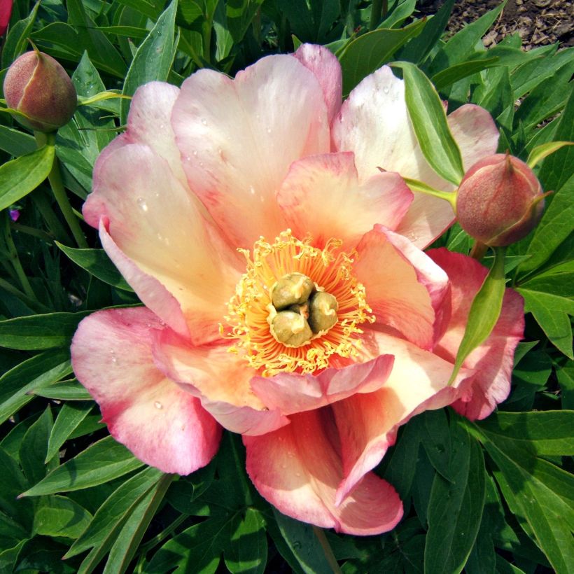 Peonia Itoh Julia Rose (Floración)