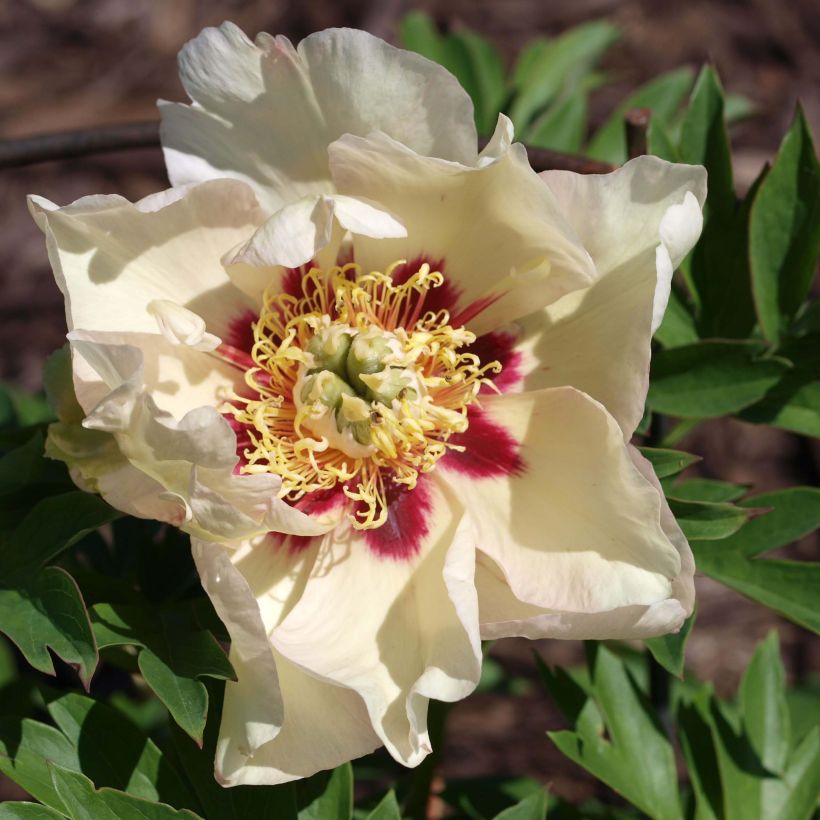 Peonia Itoh Pastel Splendor (Floración)