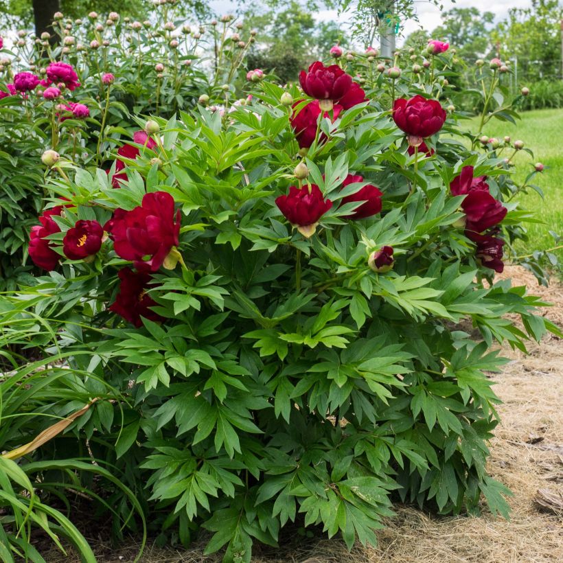 Peonia Itoh Scarlet Heaven (Porte)