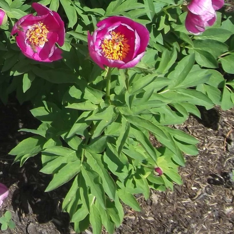 Peonia humilis (Follaje)