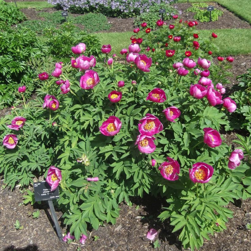 Peonia humilis (Porte)