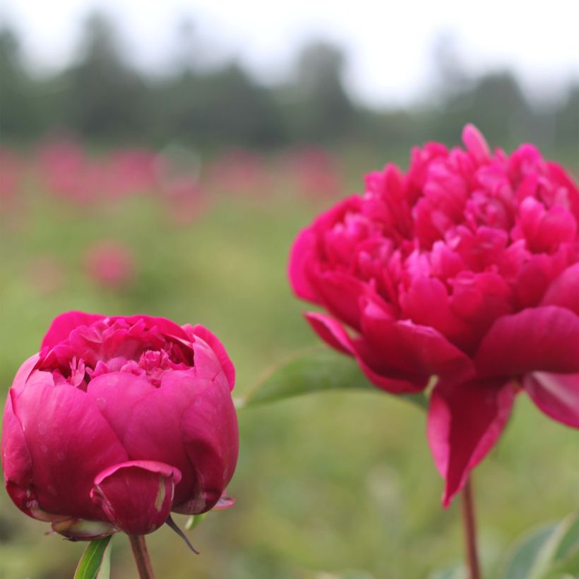 Peonia lactiflora Adolphe Rousseau (Floración)