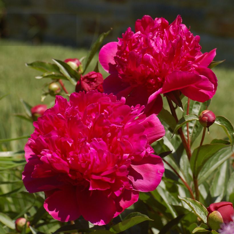 Peonia lactiflora Big Ben (Floración)