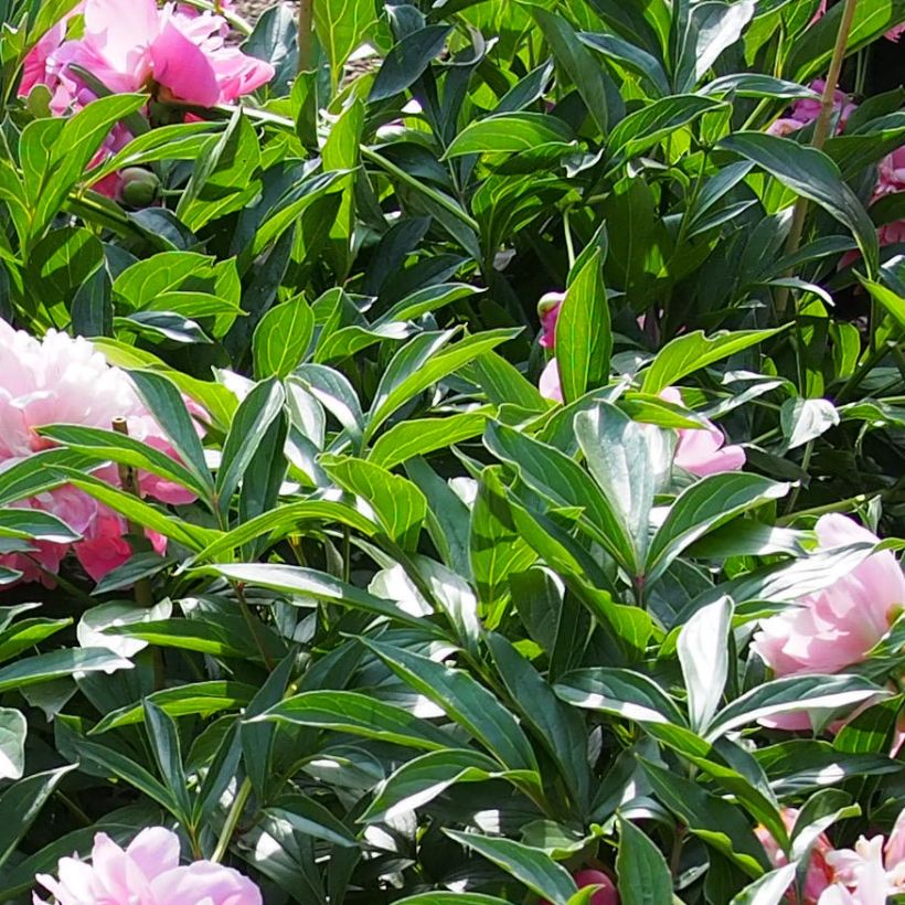 Peonia lactiflora Edulis Superba (Follaje)