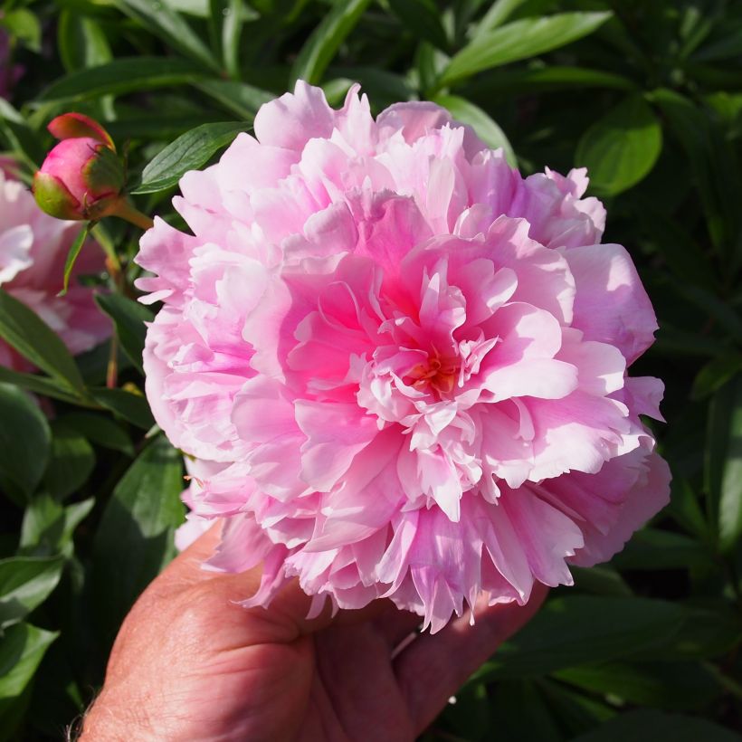 Peonia lactiflora Edulis Superba (Floración)