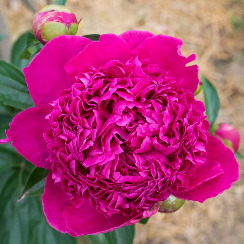 Peonia lactiflora Félix Crousse (Floración)