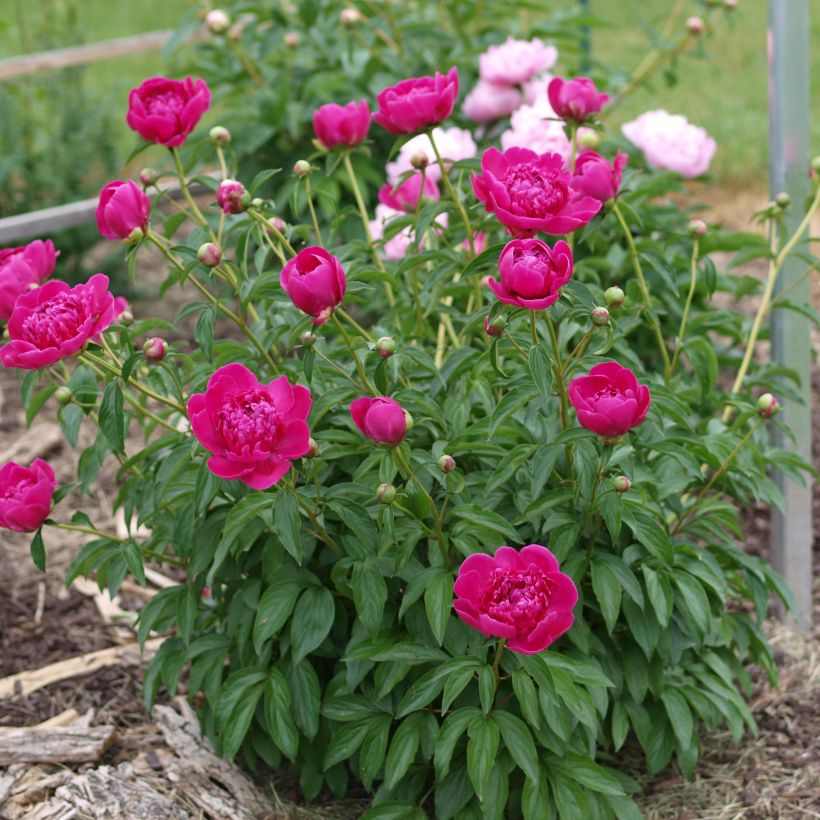 Peonia lactiflora Félix Crousse (Porte)