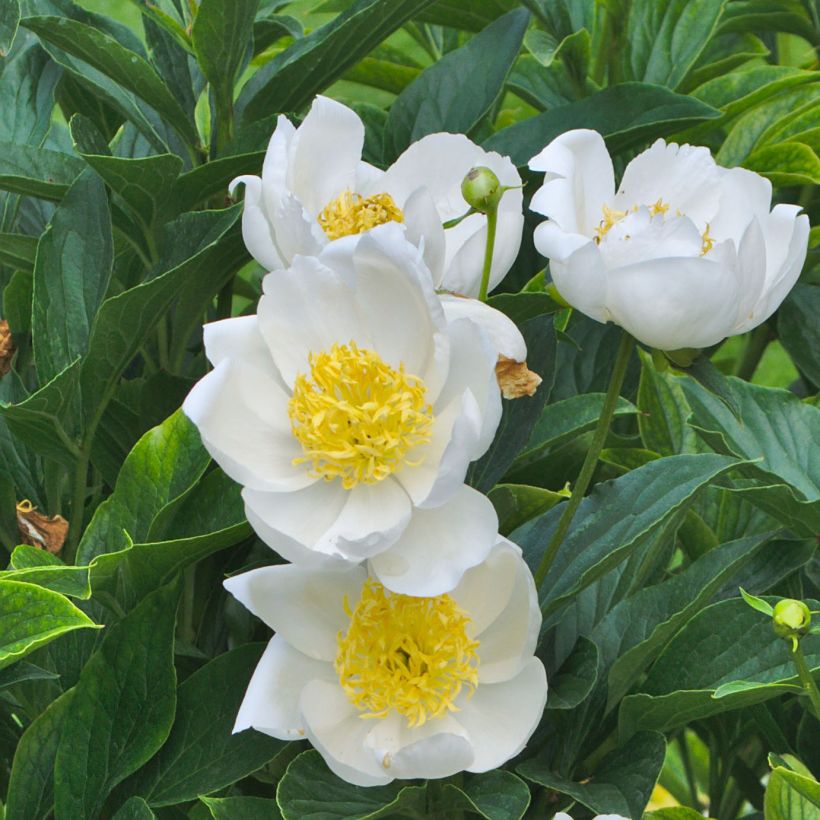 Peonia lactiflora Jan van Leeuwen (Floración)