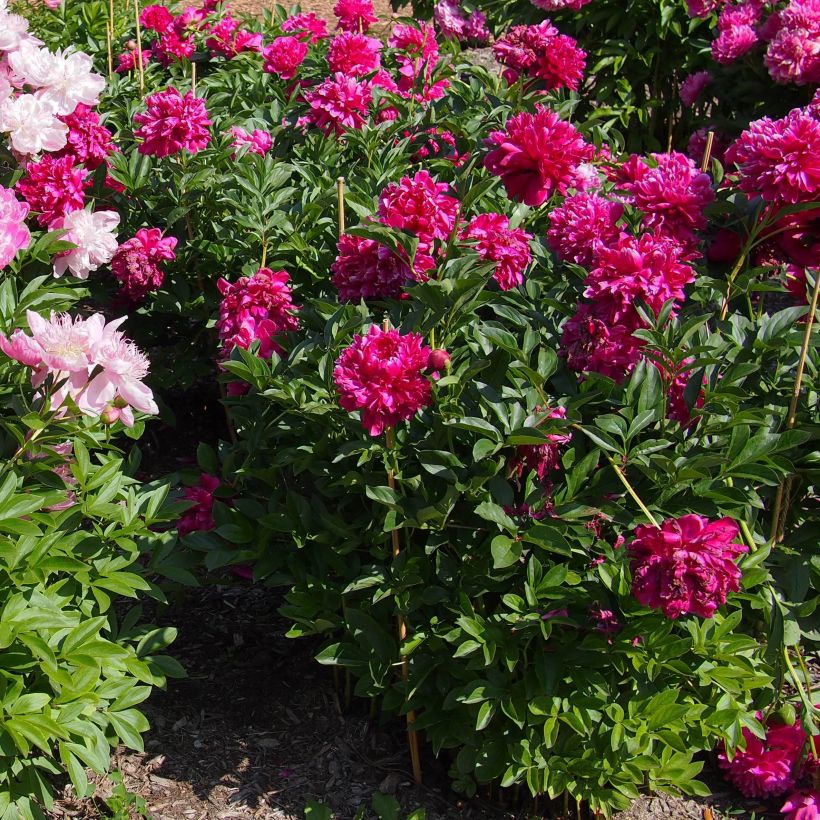 Peonia lactiflora Karl Rosenfield (Porte)