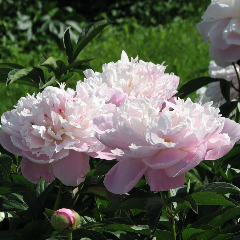 Peonia lactiflora Lady Alexandra Duff (Floración)