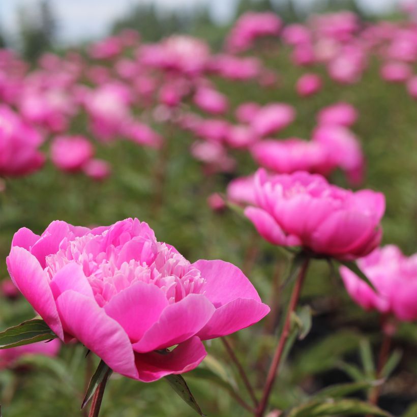 Peonia lactiflora Madame Emile Debatène (Floración)