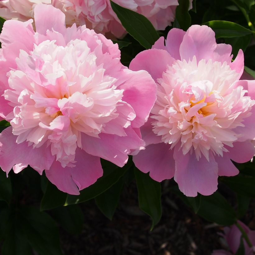 Peonia lactiflora Monsieur Jules Elie (Floración)