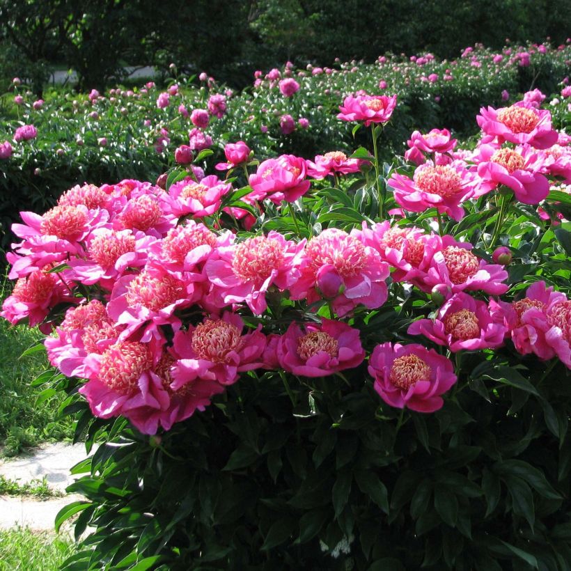 Peonia lactiflora Neon (Porte)