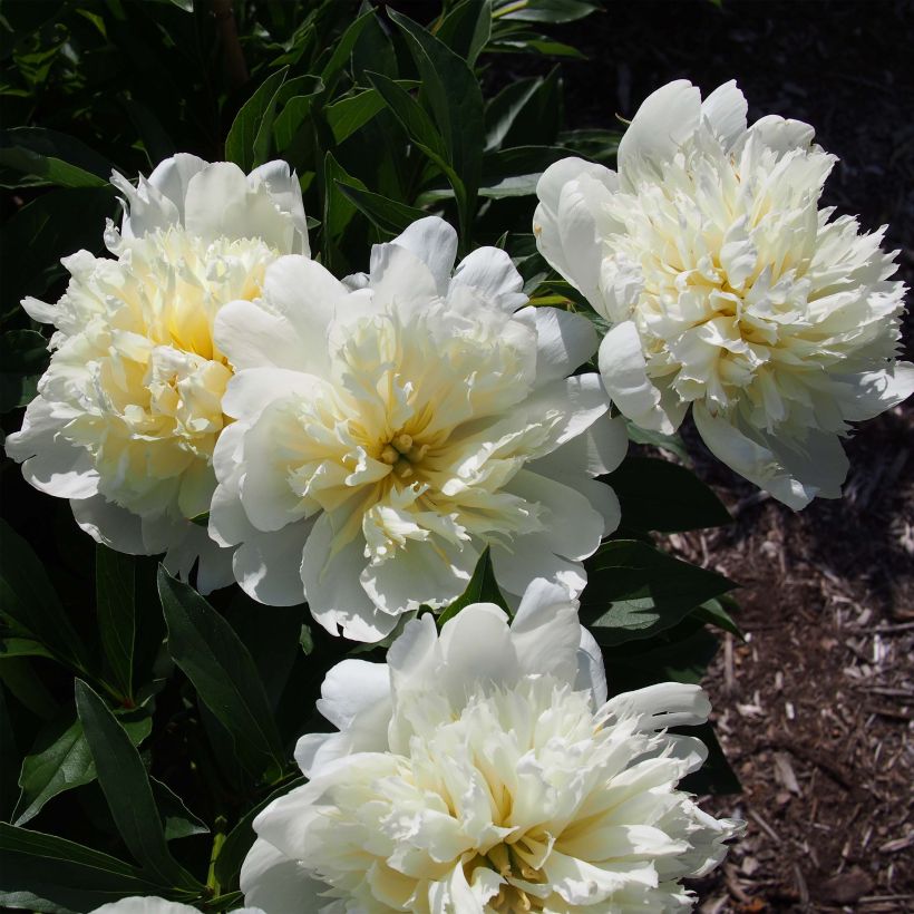 Peonia lactiflora Primevère (Floración)