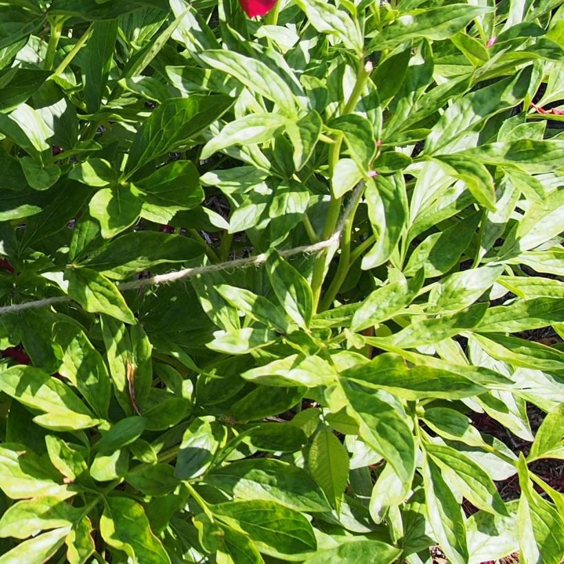 Peonia lactiflora Red Charm (Follaje)