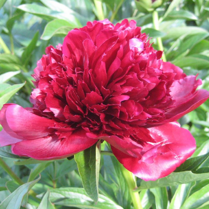 Peonia lactiflora Red Charm (Floración)