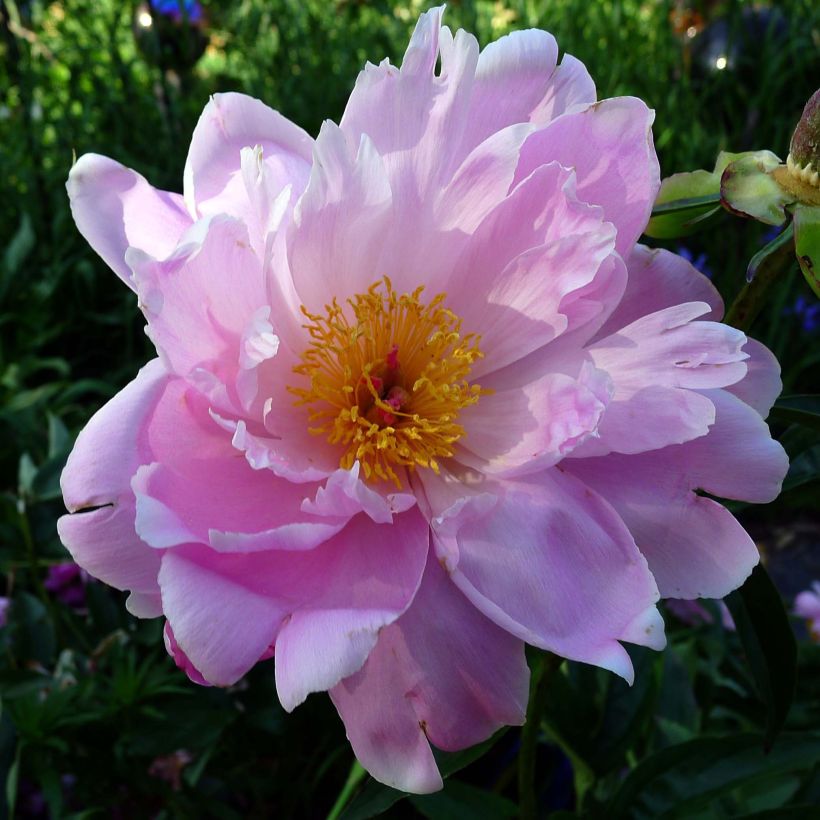 Peonia lactiflora Sea Shell (Floración)