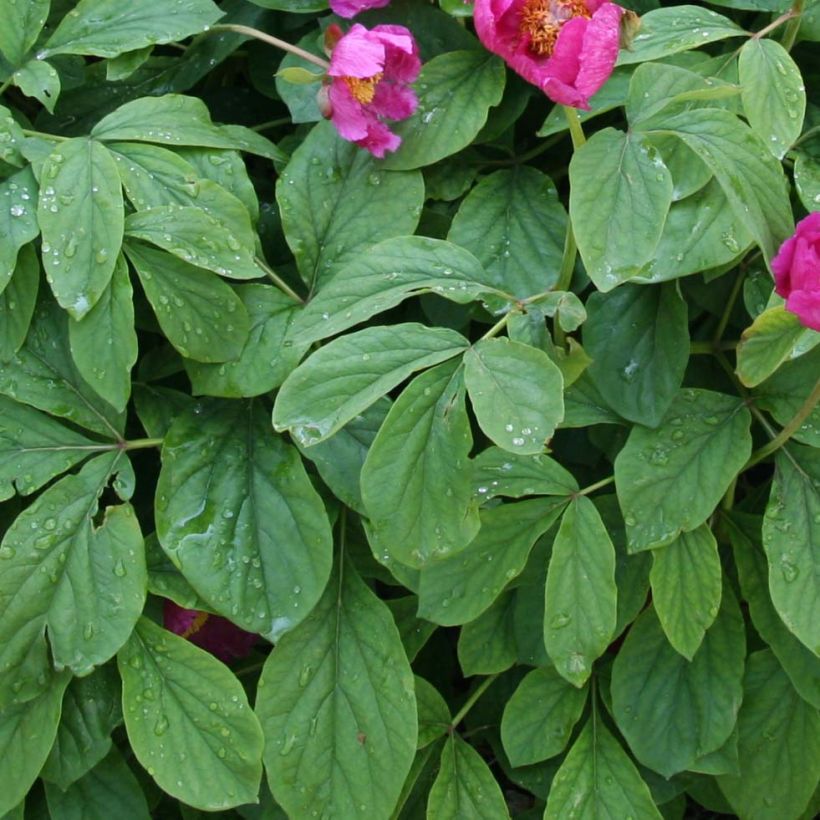 Peonia mascula (Follaje)