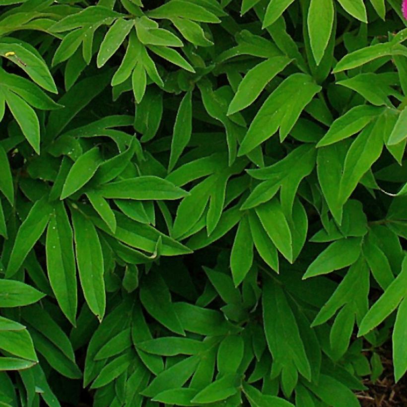 Peonia officinalis Mollis (Follaje)