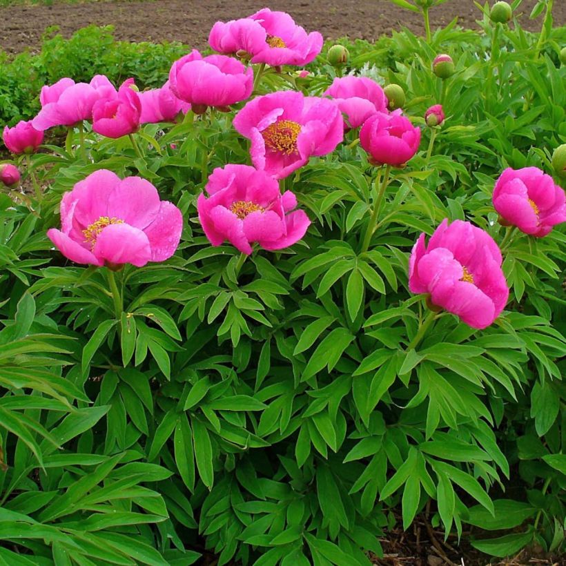 Peonia officinalis Mollis (Porte)