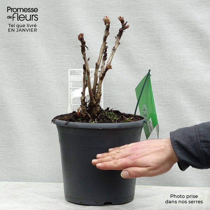 Pivoine arbustive 08 Juan Ye Hong - Paeonia suffruticosa Pot de 7,5L/10L Ejemplar entregado en invierno