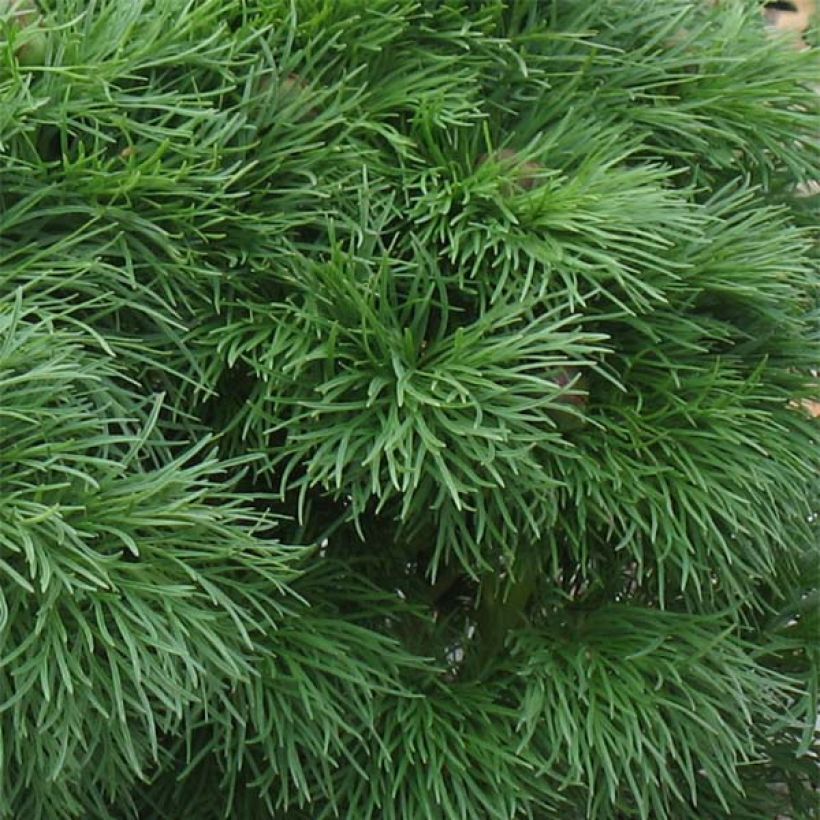 Peonía tenuifolia Plena (Follaje)