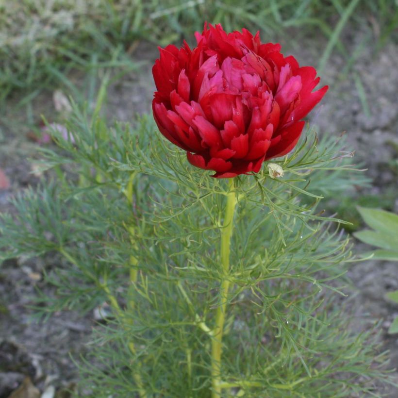 Peonía tenuifolia Plena (Floración)