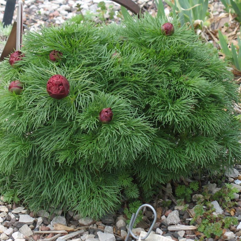 Peonía tenuifolia Plena (Porte)