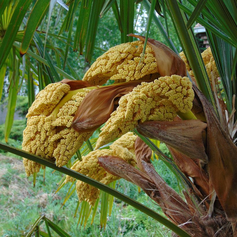 Palmito elevado - Trachycarpus fortunei (Floración)