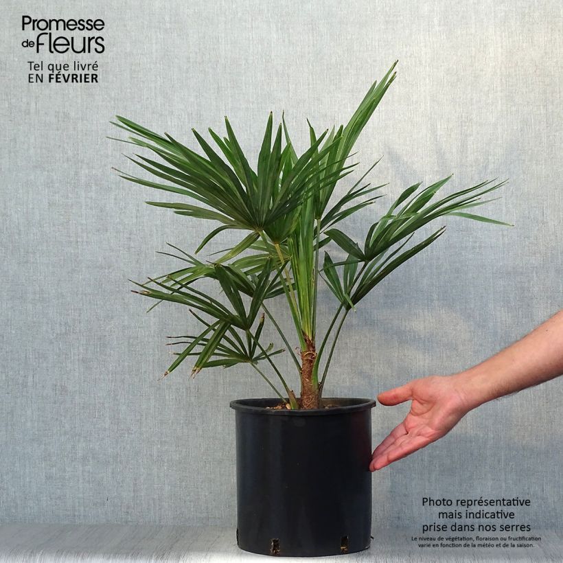 Ejemplar de Palmier de Chine - Trachycarpus fortunei pot 10L entregado en otoño