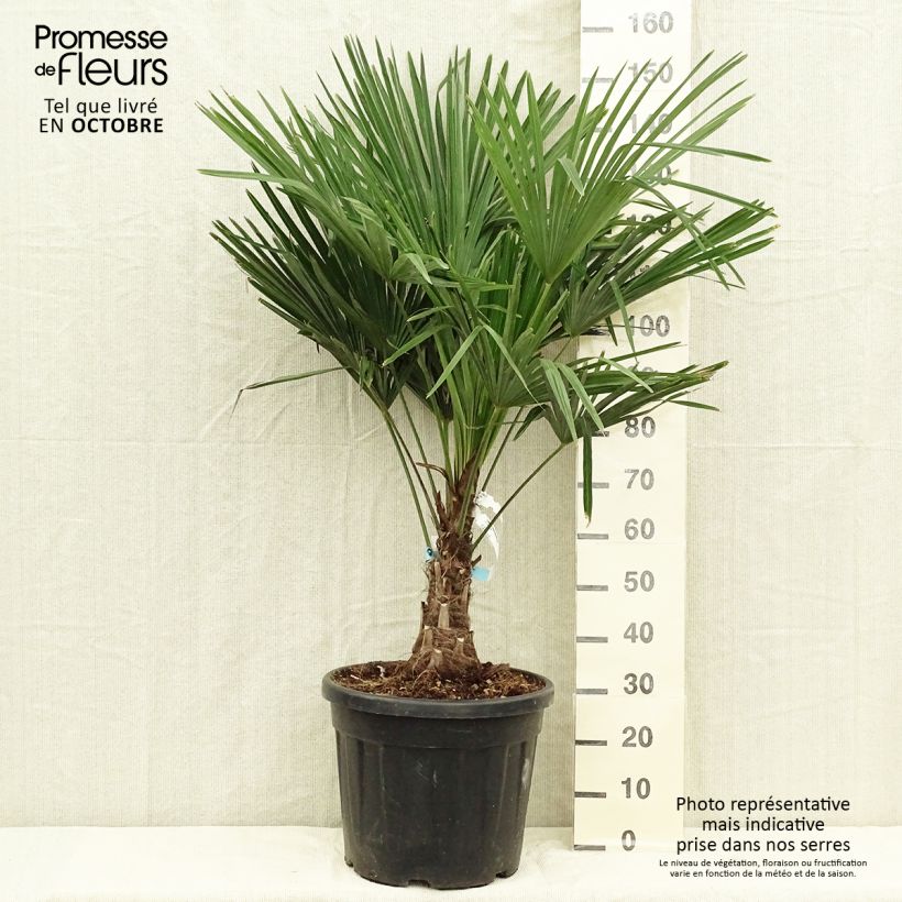 Ejemplar de Palmier de Chine - Trachycarpus fortunei pot de 18L/20L entregado en otoño