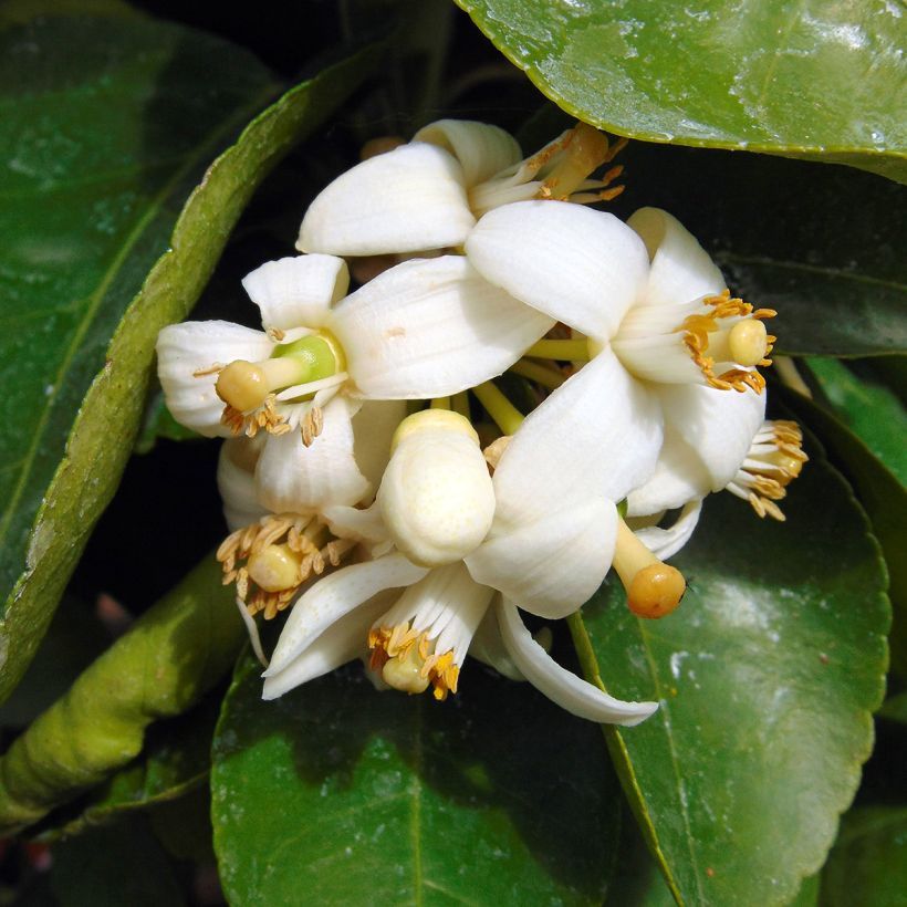 Pomelo - Citrus paradisi (Floración)