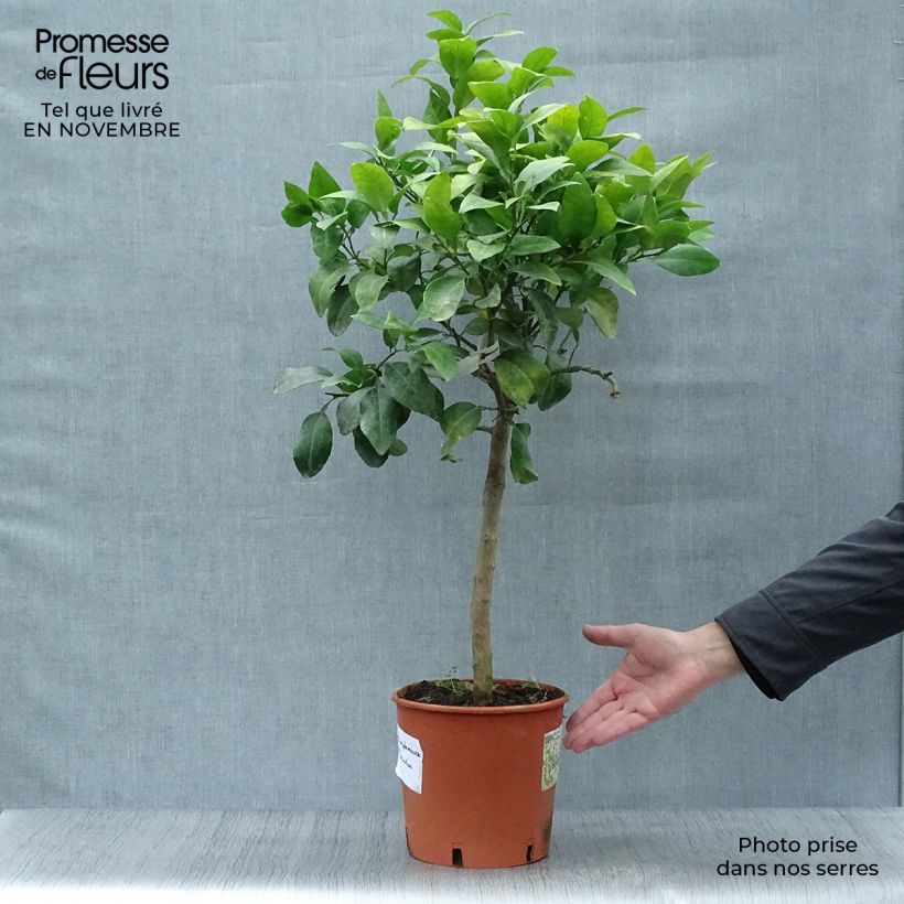 Ejemplar de Pamplemousse (Pomelo) - Citrus (x) paradisi Pot de 4L/5L entregado en otoño