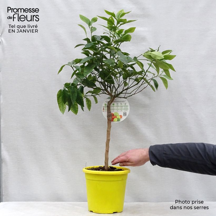 Pamplemoussier - Citrus maxima Pot de 3L/4L Ejemplar entregado en invierno