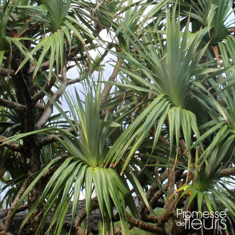 Pandanus utilis (Follaje)