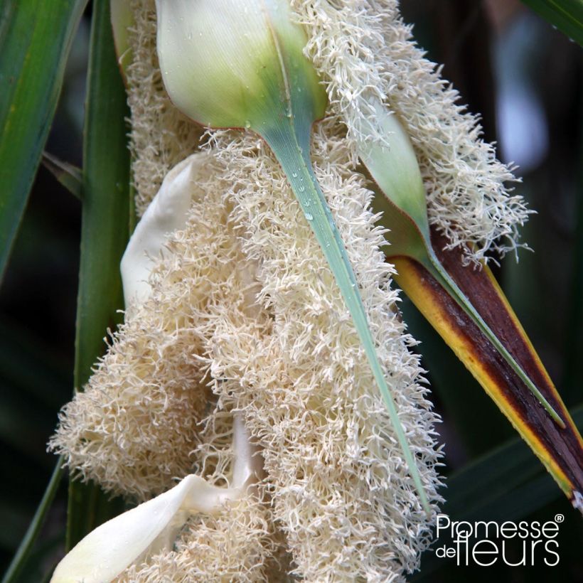 Pandanus utilis (Floración)