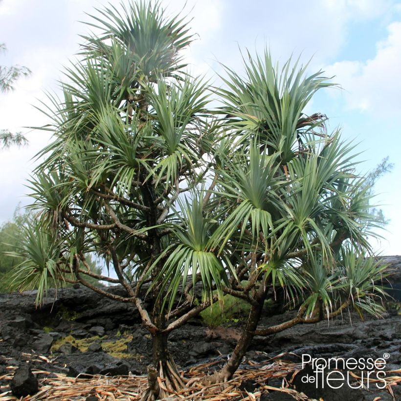 Pandanus utilis (Porte)