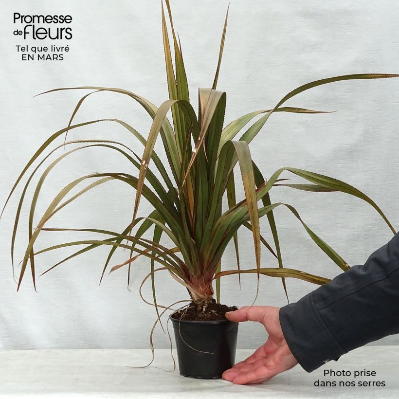 Pandanus utilis - Vacoa Pot de 12 cm Ejemplar entregado en la primavera