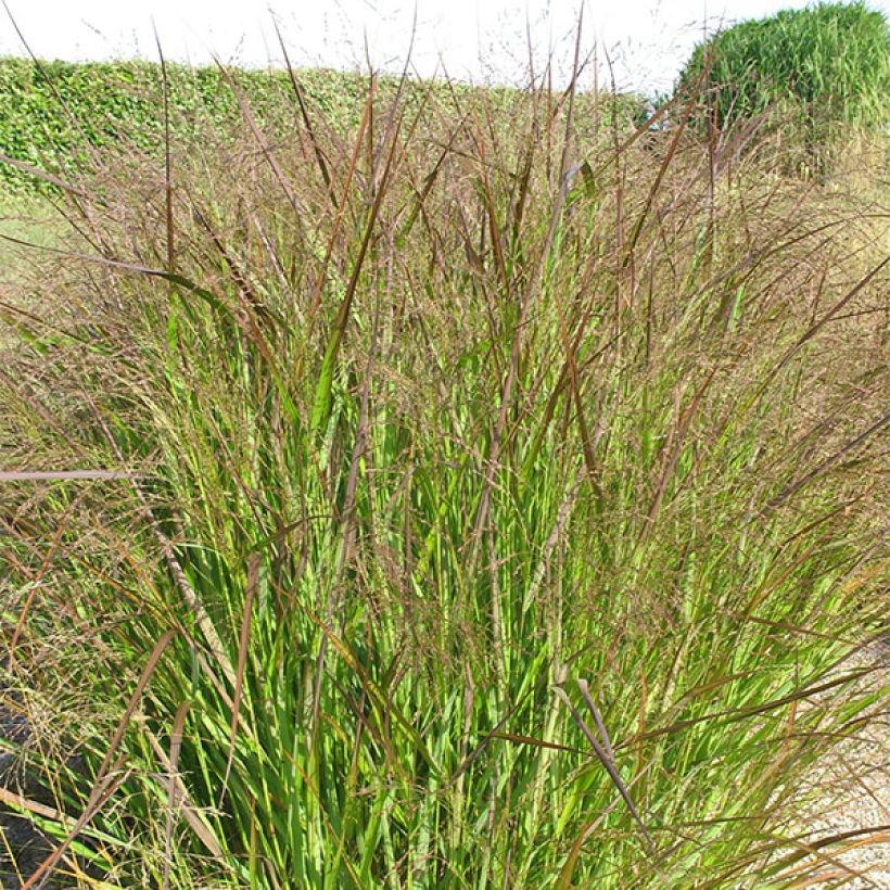 Panicum virgatum Squaw (Follaje)