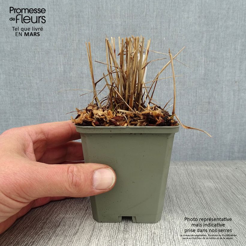 Panic érigé - Panicum virgatum Cheyenne Sky  Godet de 8/9 cm Ejemplar entregado en invierno