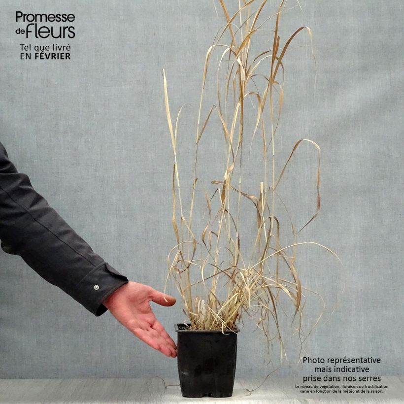 Panic érigé - Panicum virgatum Dallas Blues en pot de 2/3 litres Ejemplar entregado en invierno